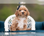 Small #3 Maltipoo (Miniature)