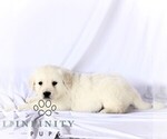 Small #3 English Cream Golden Retriever