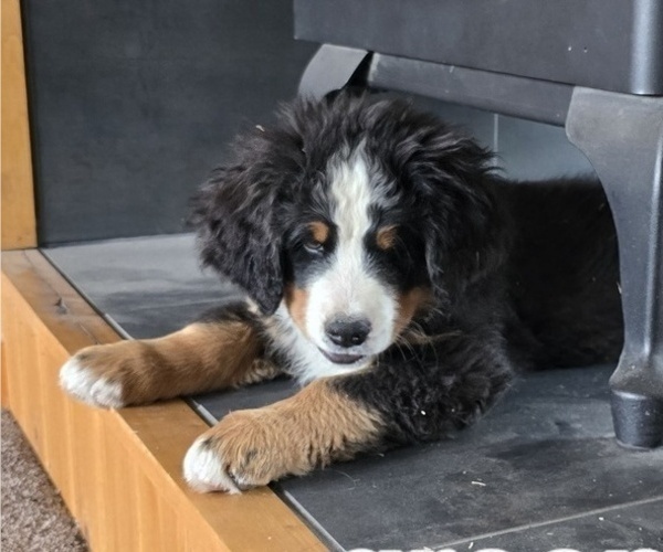 Medium Photo #53 Bernese Mountain Dog Puppy For Sale in SALMON, ID, USA