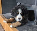 Small #9 Bernese Mountain Dog