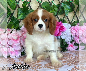 Cavalier King Charles Spaniel Puppy for sale in MIAMI, FL, USA