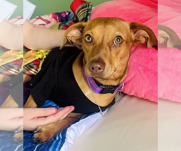 Medium Photo #2 Chiweenie Puppy For Sale in Valrico, FL, USA