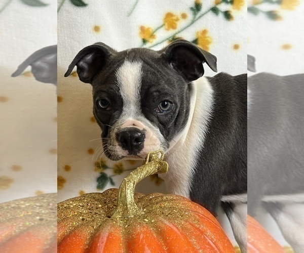 Medium Photo #2 Boston Terrier Puppy For Sale in MARTINSVILLE, IN, USA