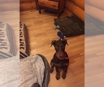 Small Photo #4 Doberman Pinscher Puppy For Sale in BOVEY, MN, USA