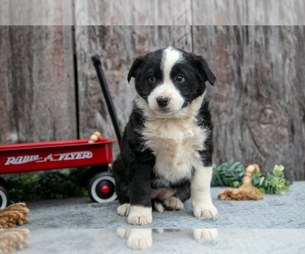 Medium Photo #18 Australian Cattle Dog-Miniature Australian Shepherd Mix Puppy For Sale in SULLIVAN, OH, USA