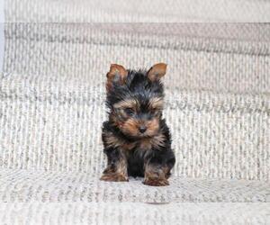 Yorkshire Terrier Puppy for sale in KENDALL, FL, USA
