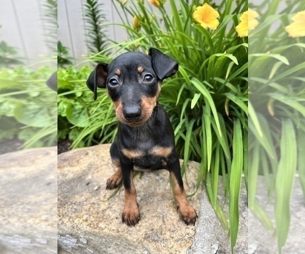 Medium Photo #4 Miniature Pinscher Puppy For Sale in SUGARCREEK, OH, USA