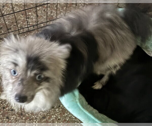 Medium Photo #3 Pomeranian Puppy For Sale in Sanford, FL, USA