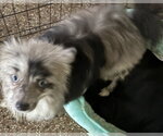 Small #2 Pomeranian
