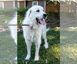 Small #11 Great Pyrenees