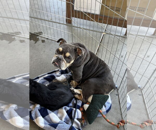 Medium Photo #4 Bulldog Puppy For Sale in Hayward, CA, USA