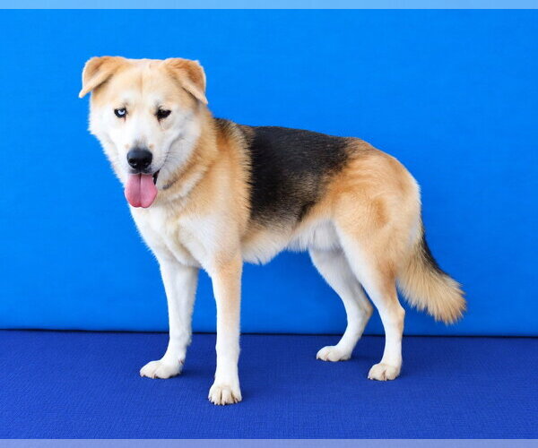 Medium Photo #2 German Shepherd Dog Puppy For Sale in Pasadena, CA, USA