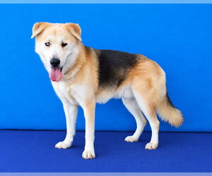 TOBY CUEVAS - Male German Shepherd Dog Dog for Adoption - Photo #2
