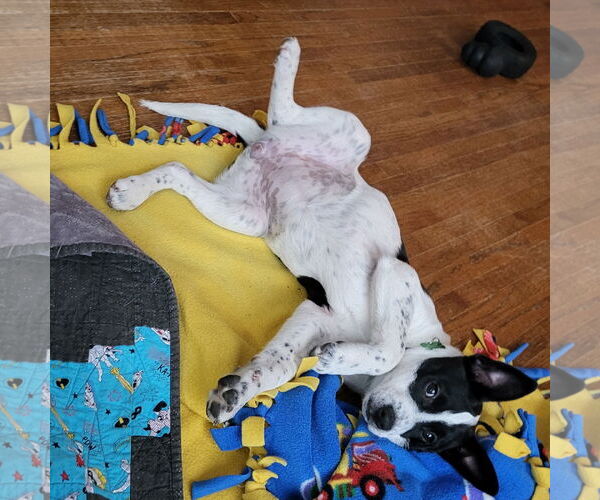 Medium Photo #10 American Pit Bull Terrier-Unknown Mix Puppy For Sale in Fargo, ND, USA