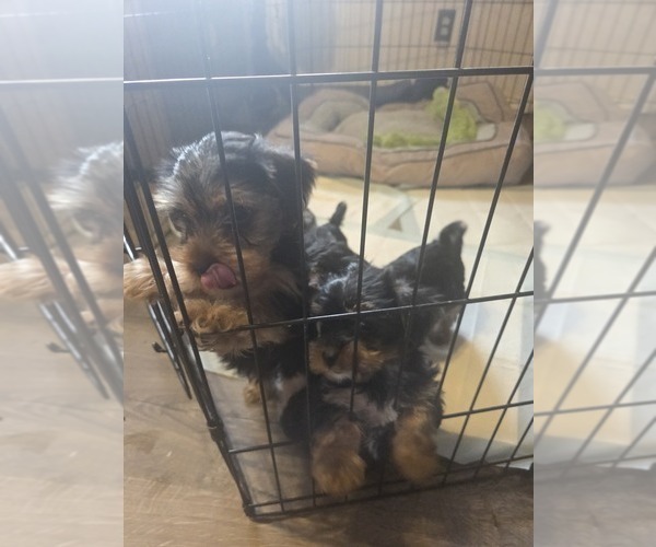 Medium Photo #9 Yorkshire Terrier Puppy For Sale in NORTHGLENN, CO, USA