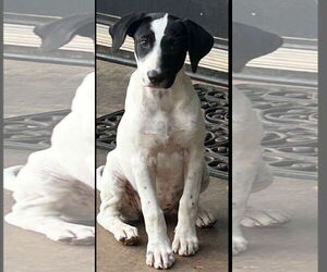 Labrador Retriever-Unknown Mix Dogs for adoption in Rockaway, NJ, USA
