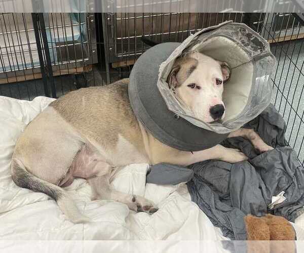 Medium Photo #3 Anatolian Shepherd-Unknown Mix Puppy For Sale in Calgary, Alberta, Canada