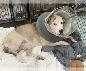 Macduff - Male Anatolian Shepherd-Unknown Mix Dog for Adoption - Photo #3