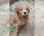 Small Photo #1 Labradoodle Puppy For Sale in ANACONDA, MT, USA