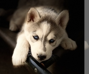 Siberian Husky Puppy for sale in WORTHINGTON, KY, USA