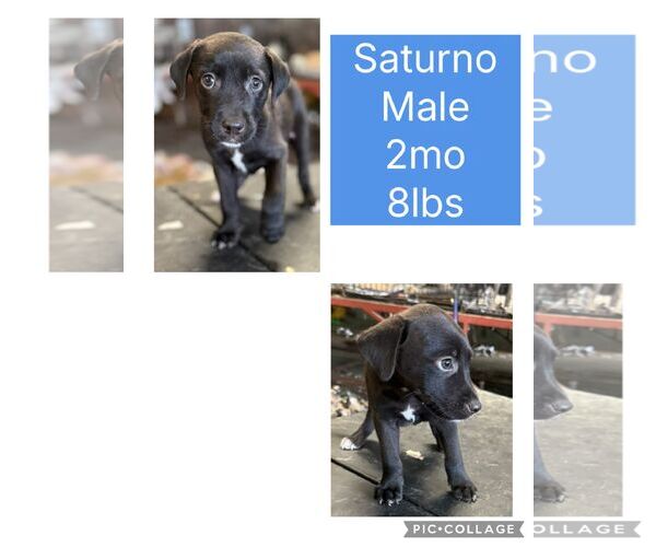 Medium Photo #5 Chihuahua-Labrador Retriever Mix Puppy For Sale in Virginia Beach, VA, USA
