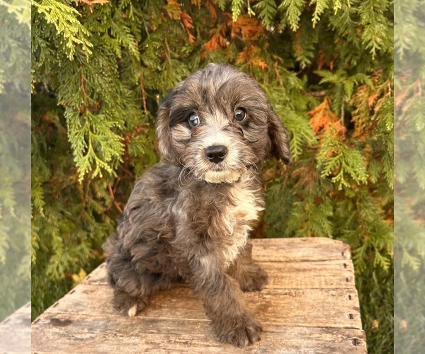 Medium Photo #5 Cavapoo Puppy For Sale in MIDDLEBURY, IN, USA