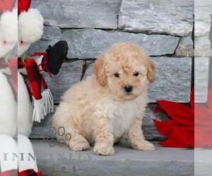 Poodle (Miniature) Puppy for sale in GORDONVILLE, PA, USA
