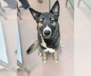 German Shepherd Dog-Unknown Mix Dogs for adoption in Ogden, UT, USA