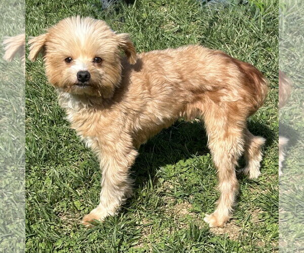 Medium Photo #2 Maltese-Unknown Mix Puppy For Sale in Batavia, OH, USA