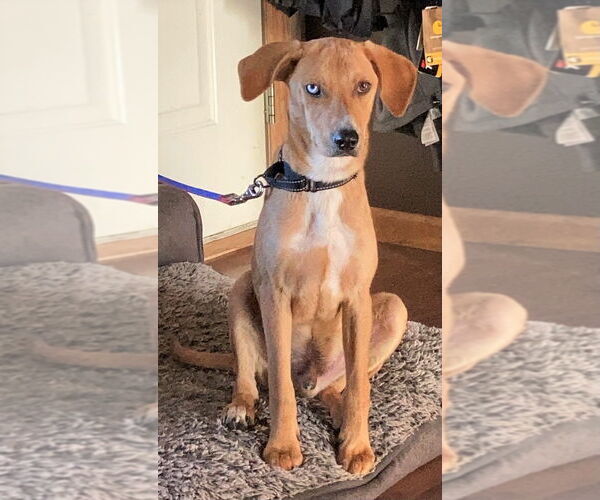 Medium Photo #5 Labrador Retriever-Unknown Mix Puppy For Sale in Brooklyn Center, MN, USA