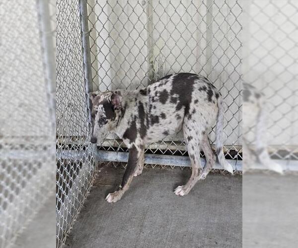 Medium Photo #1 Catahoula Leopard Dog-Labrador Retriever Mix Puppy For Sale in Conroe, TX, USA