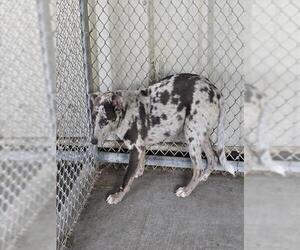 Catahoula Leopard Dog-Labrador Retriever Mix Dogs for adoption in Conroe, TX, USA