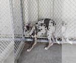 A432672 - Male Catahoula Leopard Dog-Labrador Retriever Mix Dog for Adoption - Small photo