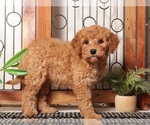 Small #1 Goldendoodle (Miniature)