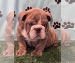 Small Photo #5 Bulldog Puppy For Sale in BOWLING GREEN, KY, USA
