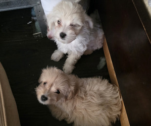 Maltipoo Puppy for sale in NEWNAN, GA, USA