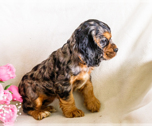 Medium Cocker Spaniel