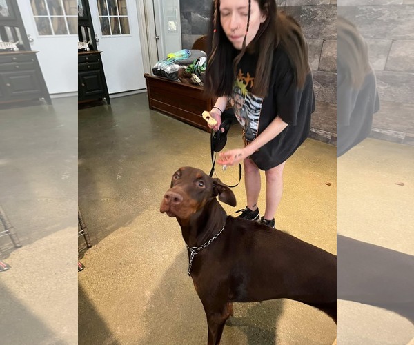 Medium Photo #4 Doberman Pinscher Puppy For Sale in Buffalo, MN, USA