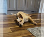 Small #1 Mutt