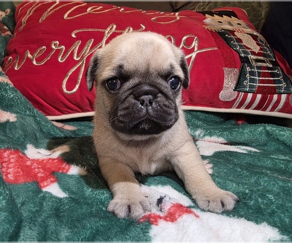 Medium Photo #1 Pug Puppy For Sale in MANGHAM, LA, USA