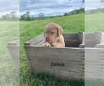 Puppy Zenus Labrador Retriever