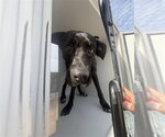 GYPSY - Female Mutt Dog for Adoption - Small photo