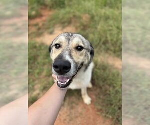 Anatolian Shepherd-Great Pyrenees Mix Dogs for adoption in ROANOKE, AL, USA