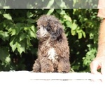 Small #5 Poodle (Miniature)