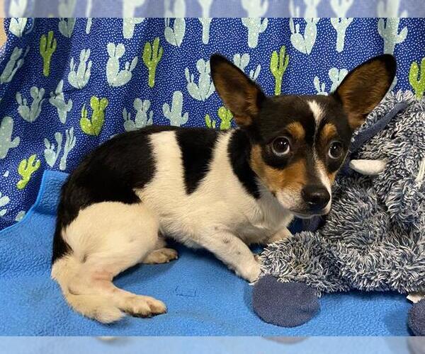 Medium Photo #1 Chihuahua-Unknown Mix Puppy For Sale in Modesto, CA, USA