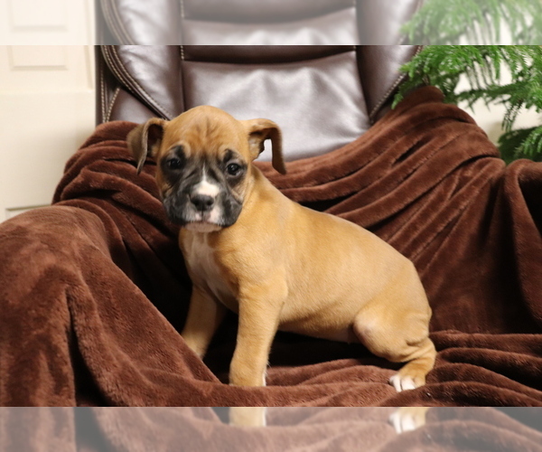 View Ad Photo 1 of Listing Boxer Puppy for Sale ADN