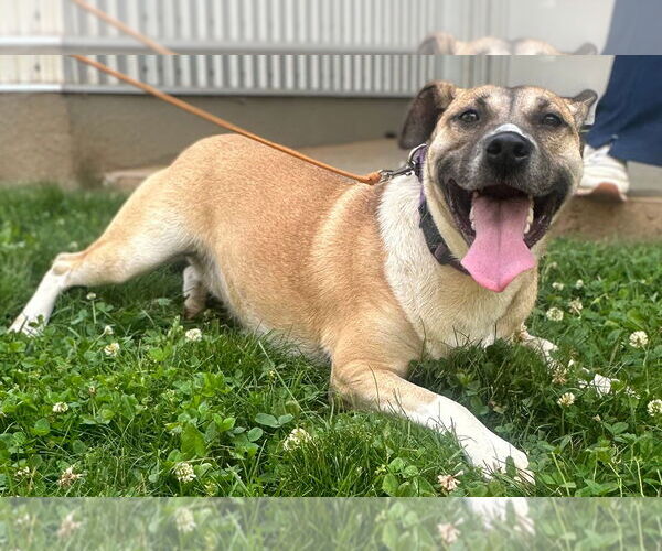 Medium Photo #2 Mutt Puppy For Sale in Weaverville, NC, USA