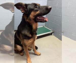 German Shepherd Dog-Unknown Mix Dogs for adoption in Rowlett, TX, USA