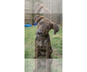 Catahoula Leopard Dog-Labrador Retriever Mix Dogs for adoption in Grovertown, IN, USA