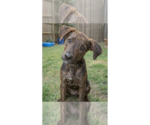 Small Catahoula Leopard Dog-Labrador Retriever Mix